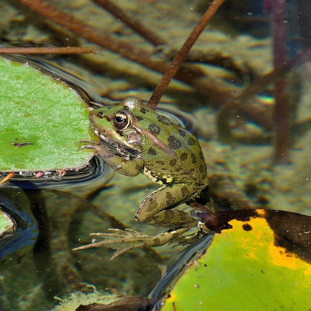 Photo close-up of frog in lake