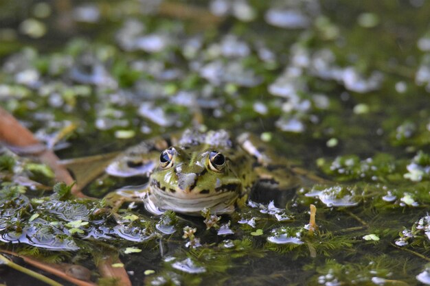 Photo close-up of frog in lake