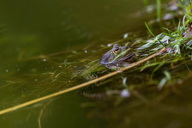 Foto close-up di una rana sul lago