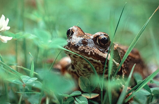 Close-up of frog on land