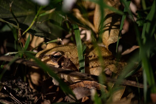 Photo close-up of frog on land