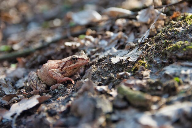 Foto prossimo piano di una rana a terra