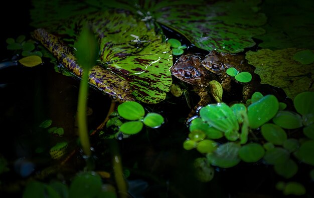 Photo close-up of frog on leaf in lake