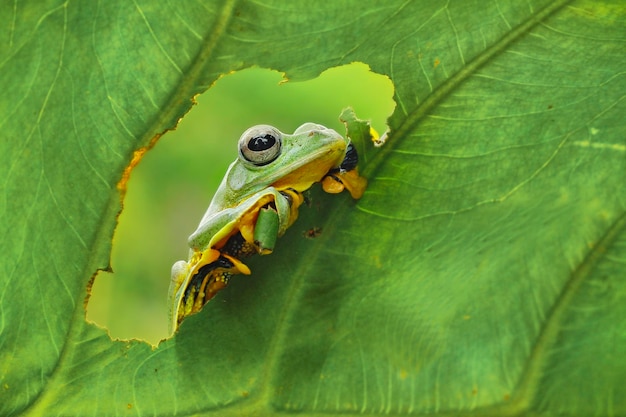 Photo close-up of frog on leaf