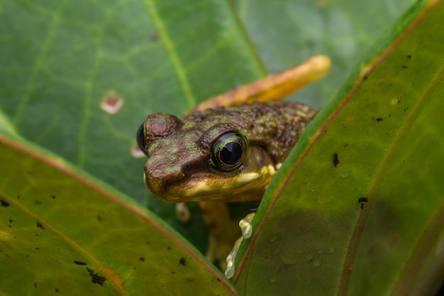 Close-up of frog on leaf