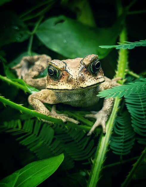 Close-up of frog on leaf