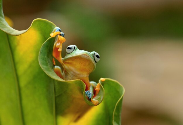 Close-up of frog on leaf