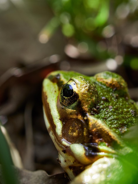 Photo close-up of frog on leaf