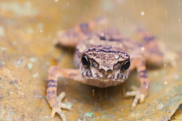 Foto close-up di una rana sulla foglia