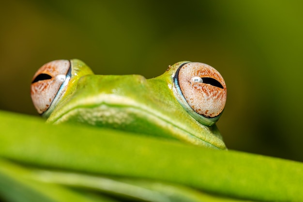 Close-up of frog on leaf