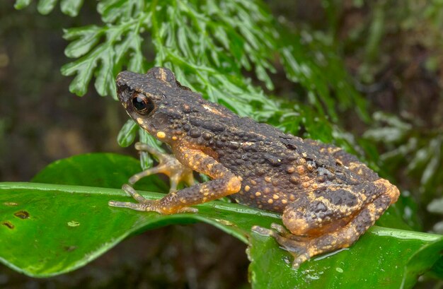 Close-up of frog on leaf