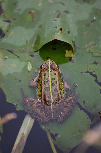 Foto close-up di una rana sulla foglia