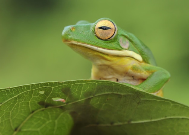 close-up of frog on leaf