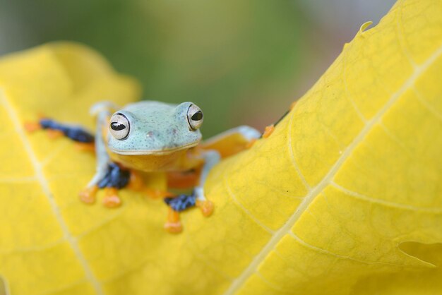 Close-up of frog on leaf