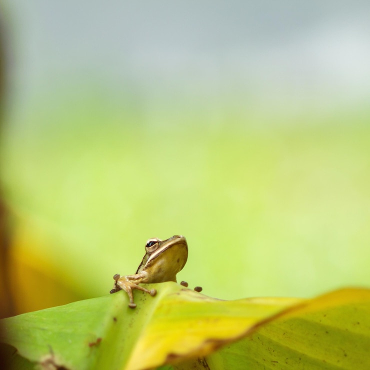 Photo close-up of frog on leaf