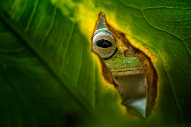 Photo close-up of frog on leaf