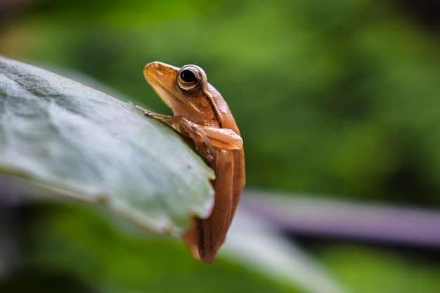 Photo close-up of frog on leaf