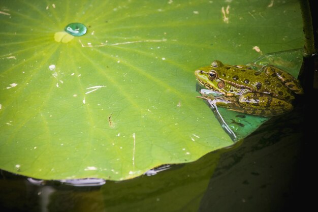 Close-up of frog on leaf