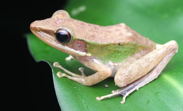 Photo close-up of frog on leaf