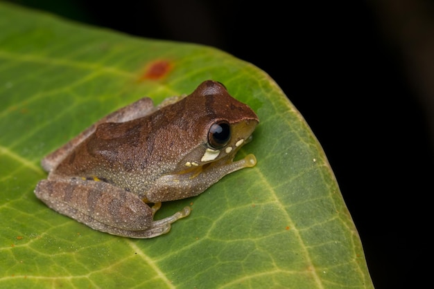 Photo close-up of frog on leaf