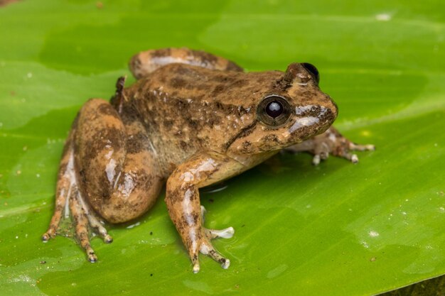 Photo close-up of frog on leaf