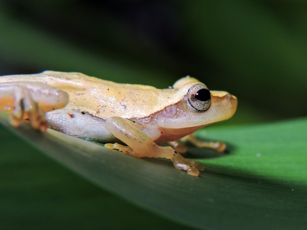 Foto close-up di una rana sulla foglia