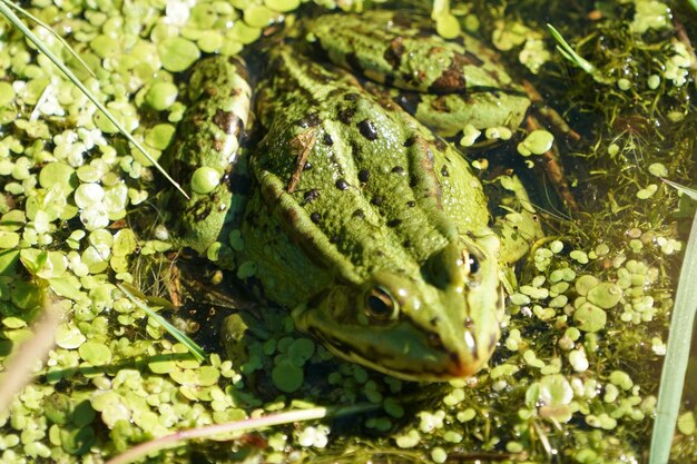 Close-up of frog on leaf