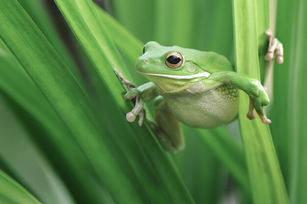 Photo close-up of frog on leaf