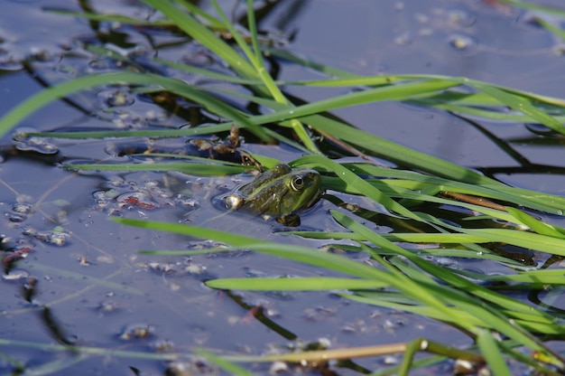 Photo close-up of frog on leaves