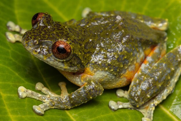 Photo close-up of frog on leaves