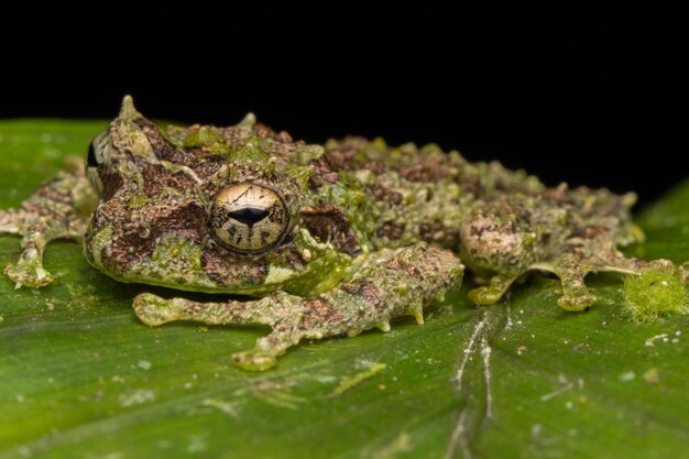 Foto close-up di una rana sulle foglie