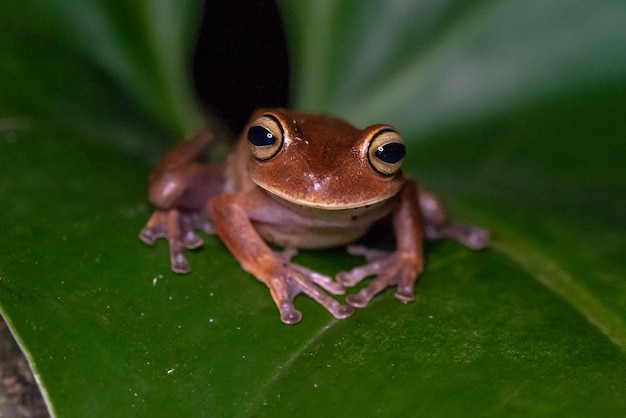 Foto close-up di una rana sulle foglie