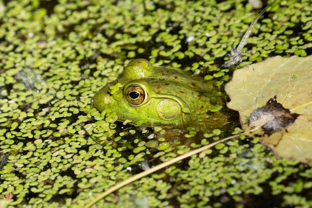 Photo close-up of a frog in lily pads on a sunny day