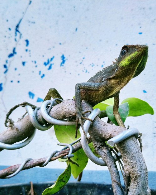 Close-up of frog on metal