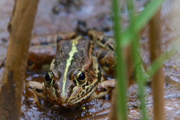 Close-up of frog in mud