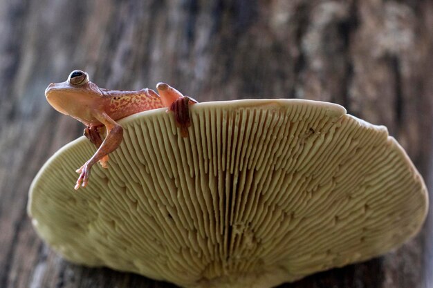 Foto close-up di una rana sul fungo