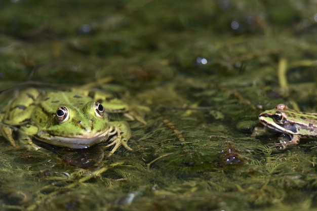 Photo close-up of frog perching in lake