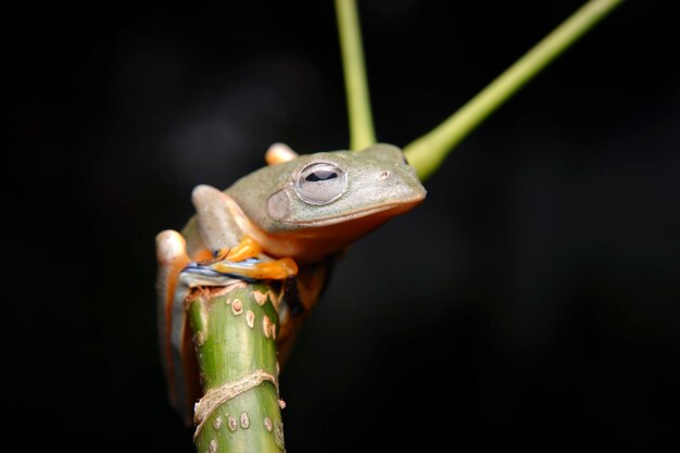 Foto close-up di una rana sulla pianta