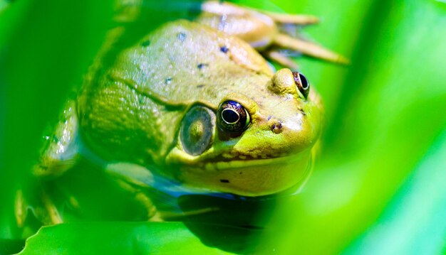 Foto prossimo piano di una rana sulla pianta