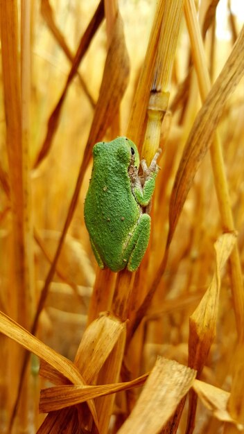 植物上のカエルのクローズアップ