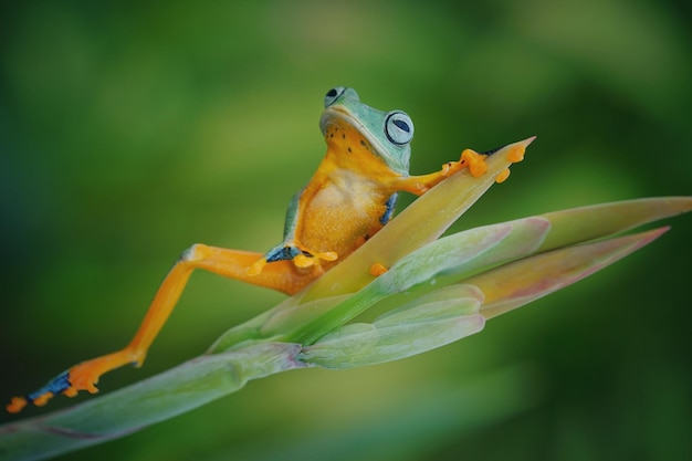 Photo close-up of frog on plant