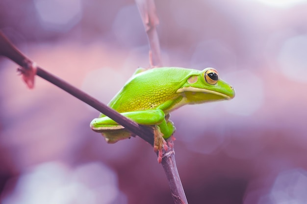 植物上のカエルのクローズアップ