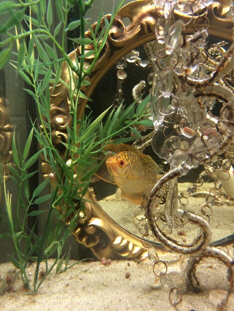 Close-up of frog on plants