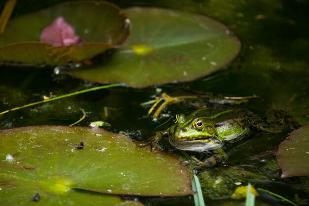 Photo close-up of frog in pond