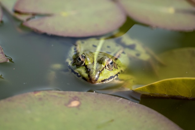 Foto close-up di una rana nello stagno