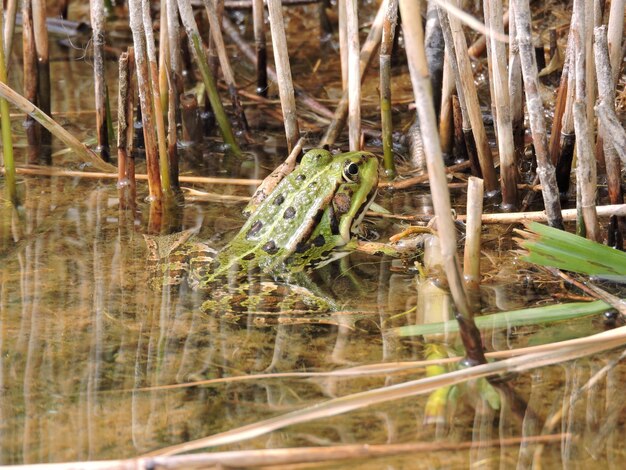 Foto close-up di una rana nello stagno