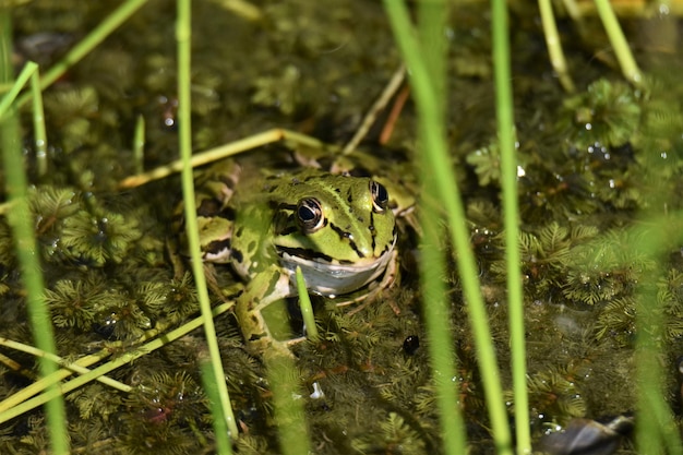 Foto close-up di una rana nello stagno