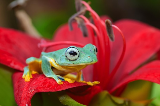 赤い花の上にあるカエルのクローズアップ