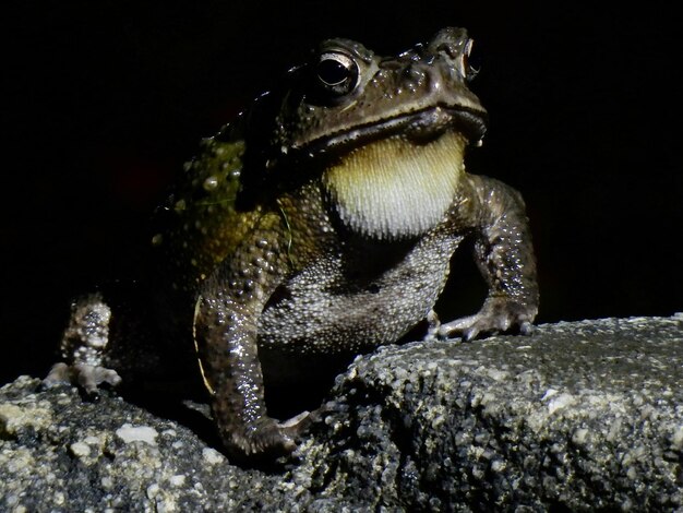 Photo close-up of frog on rock at night