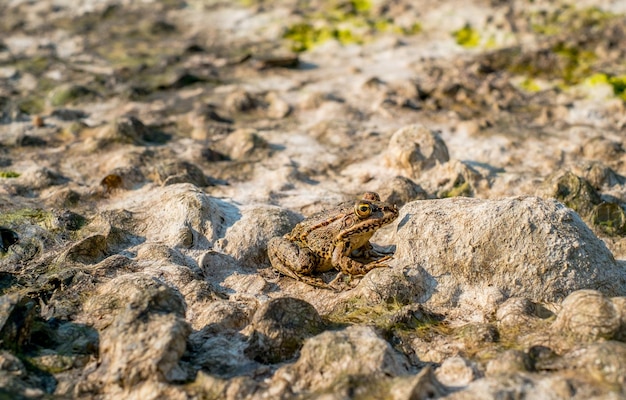 岩の上のカエルのクローズアップ